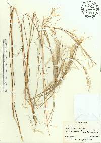 Schizachyrium sericatum image