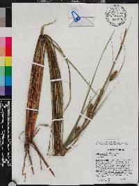 Carex striata image