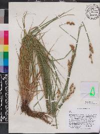 Carex alata image