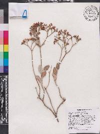 Eriogonum corymbosum image