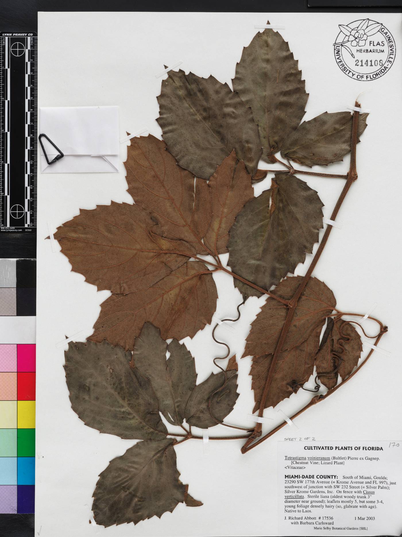 Tetrastigma image