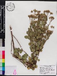 Garberia heterophylla image