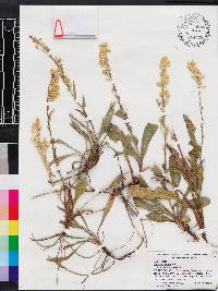 Solidago stricta image