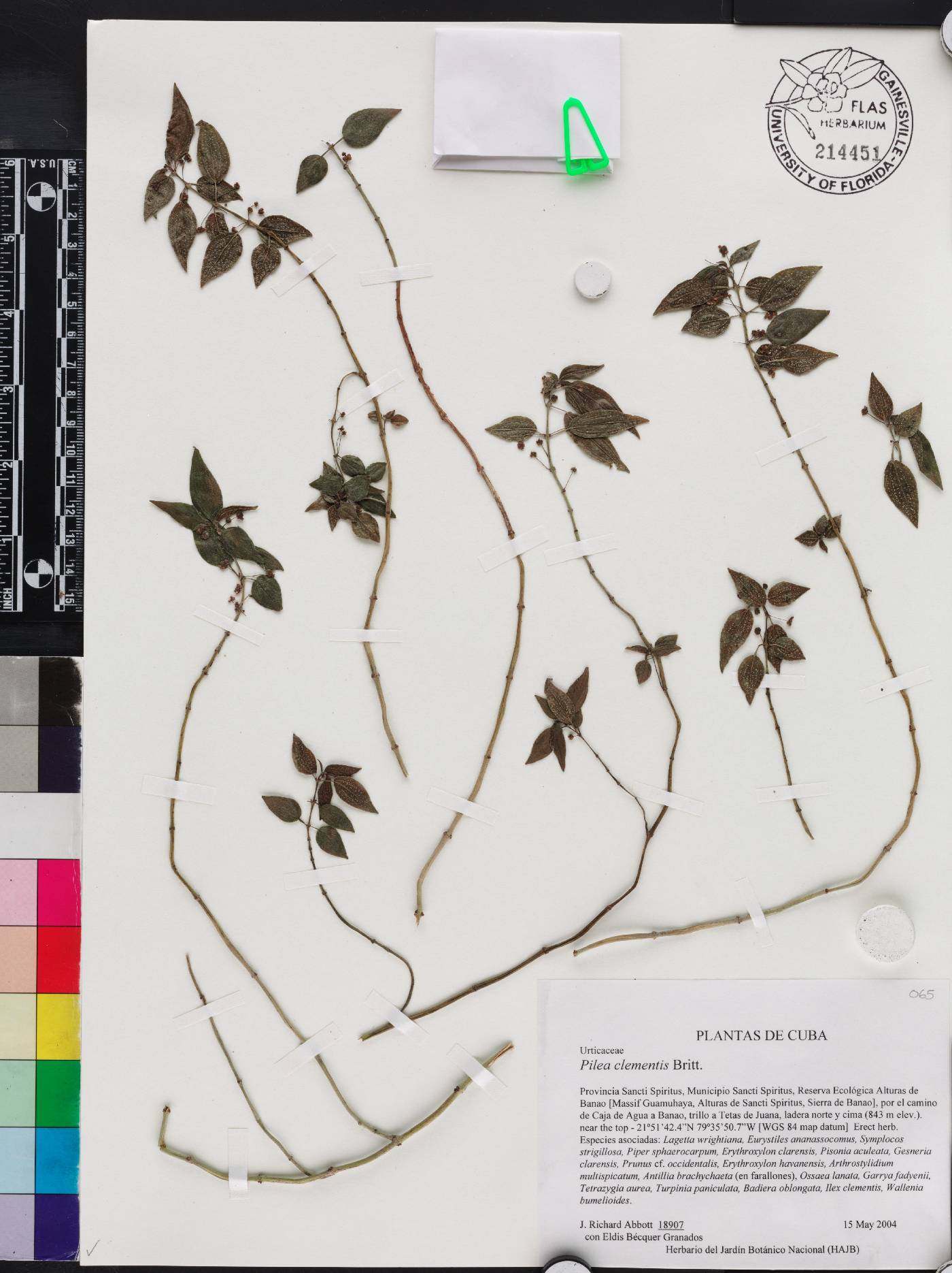 Pilea clementis image