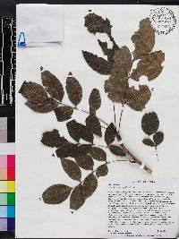 Mahonia tenuifolia image
