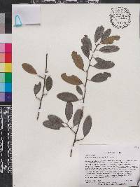 Erythroxylum longipes image