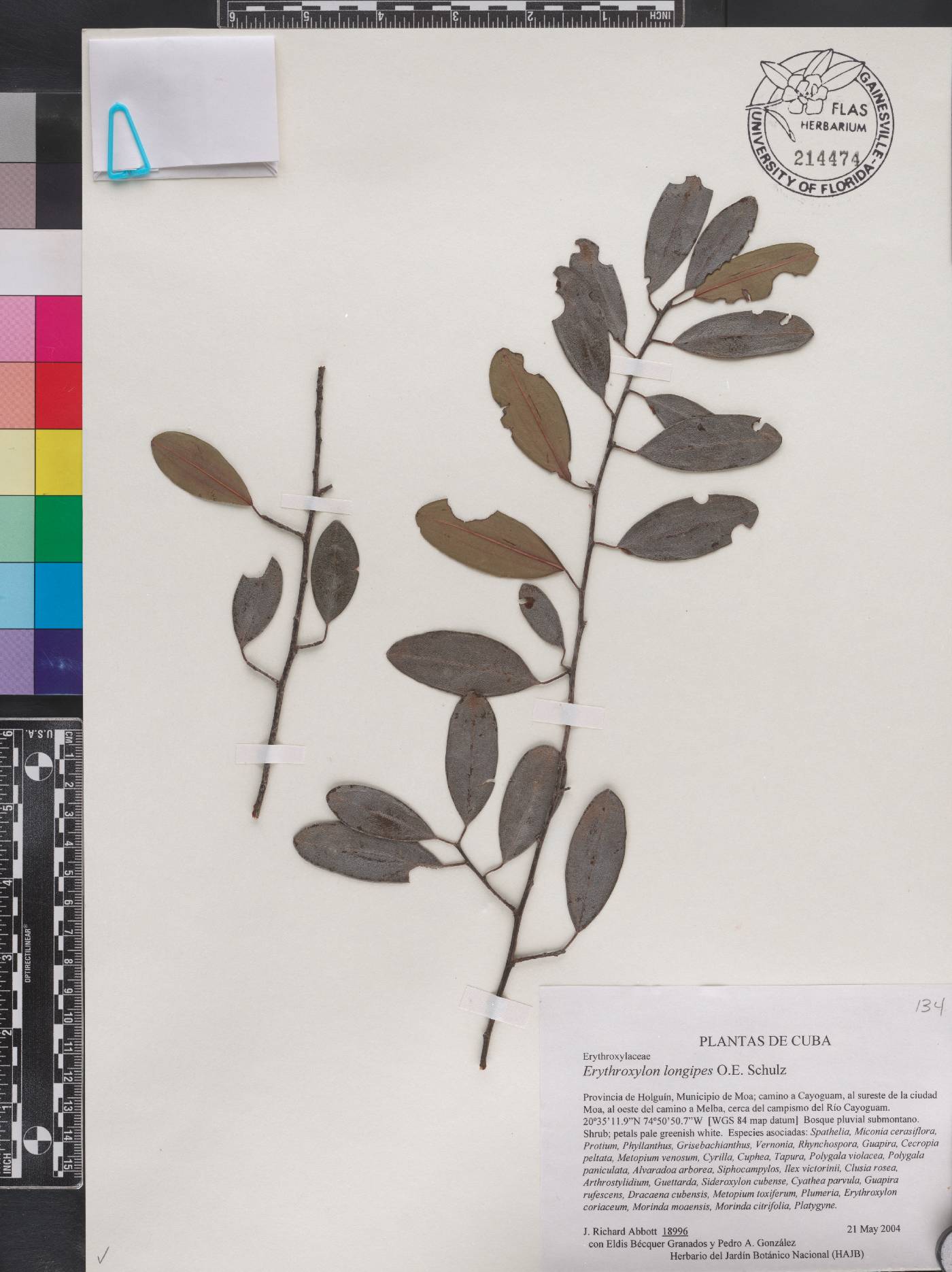 Erythroxylum longipes image