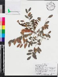 Alvaradoa arborescens image