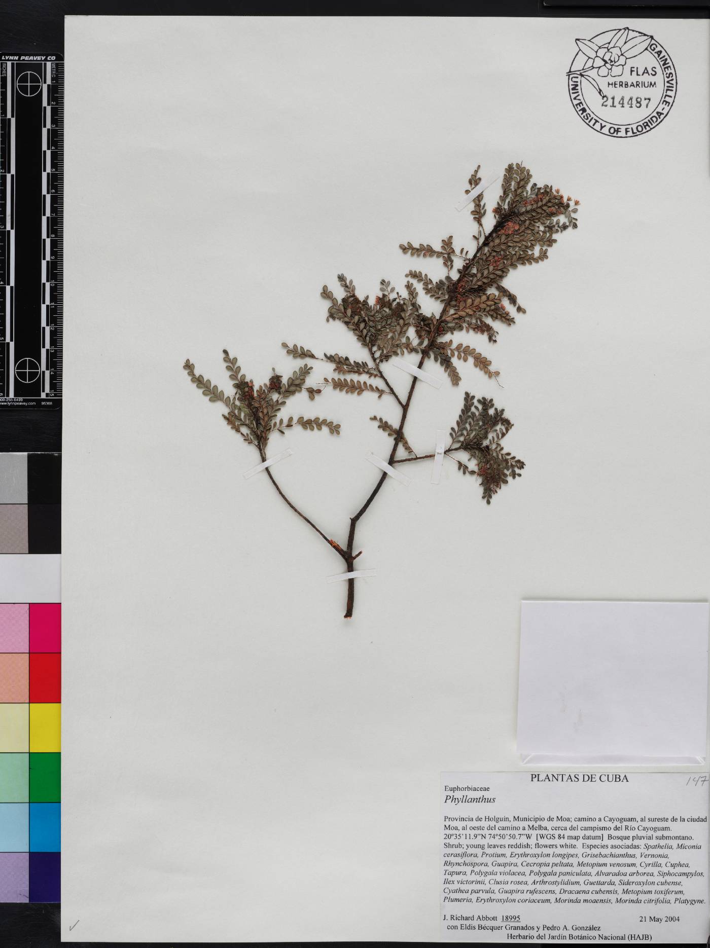 Phyllanthus chamaecristoides subsp. baracoensis image