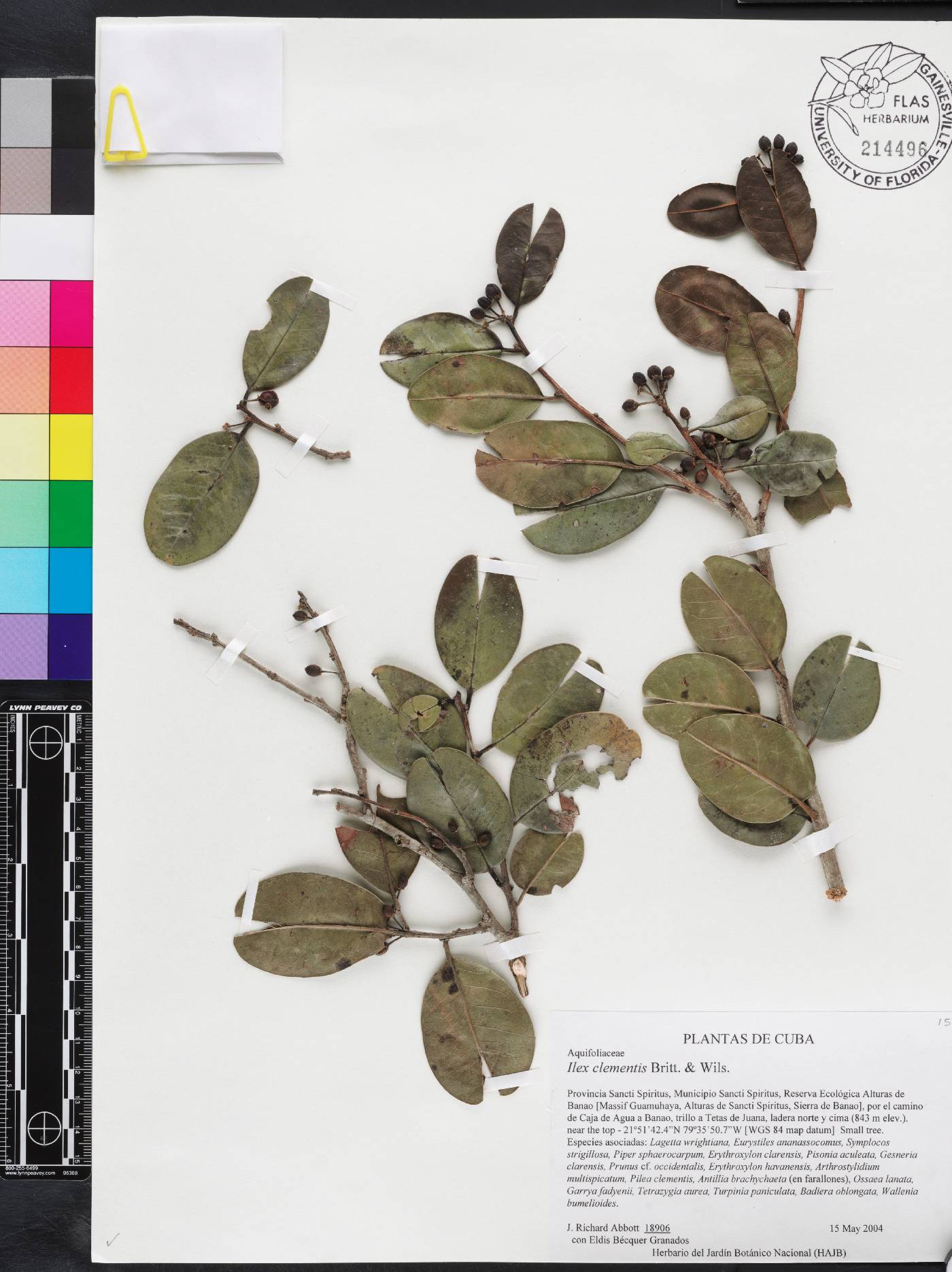 Ilex clementis image