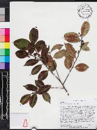 Ilex macfadyenii image