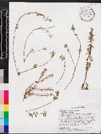 Sauvagesia erecta subsp. brownei image