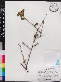 Anastraphia obtusifolia image