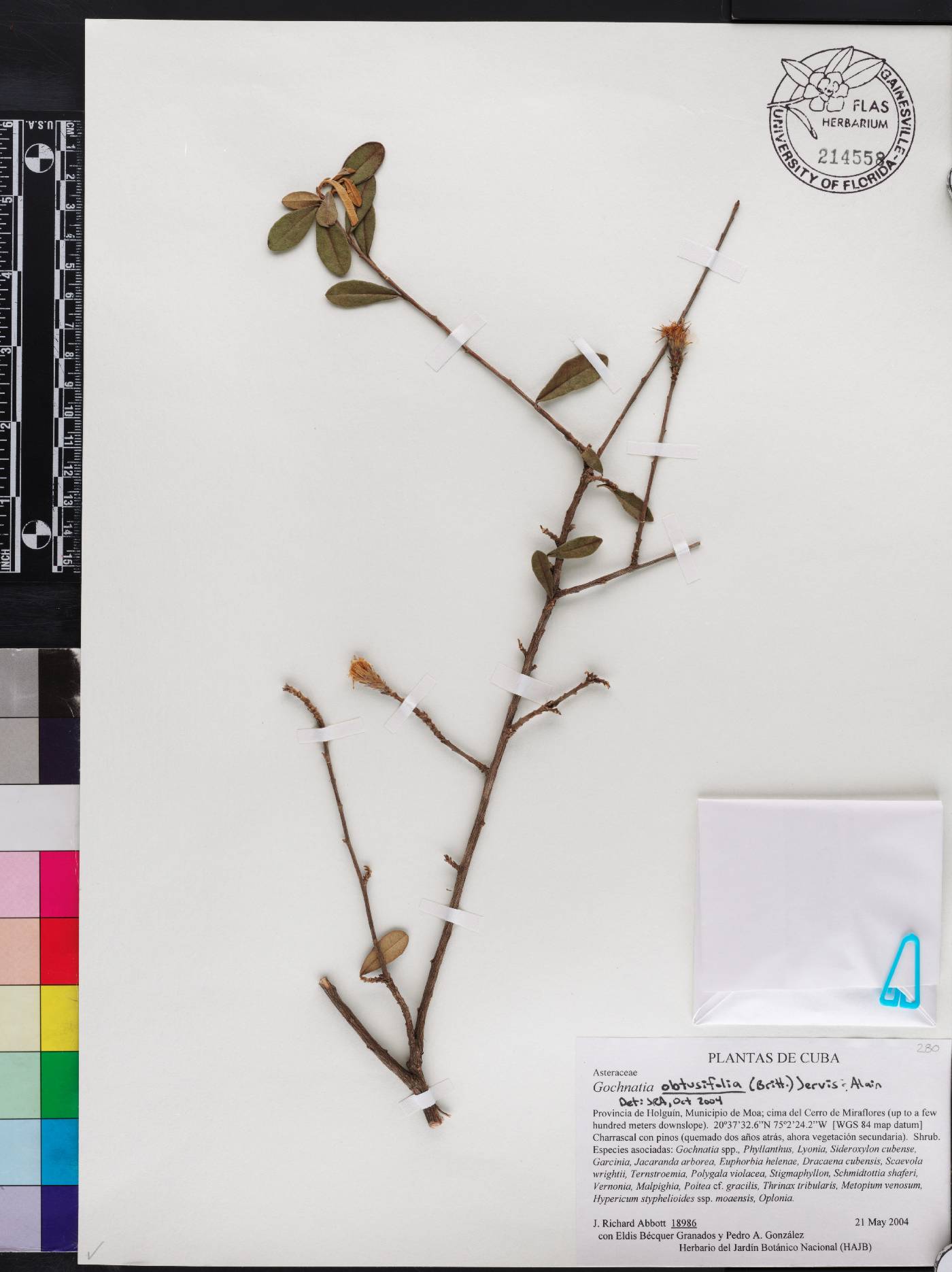 Anastraphia obtusifolia image