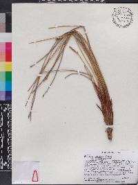 Eleocharis cellulosa image