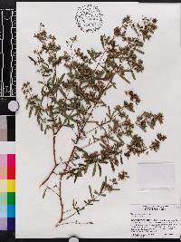 Hypericum galioides image