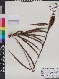 Elleanthus conifer image