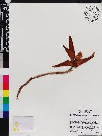 Maxillaria augustae-victoriae image