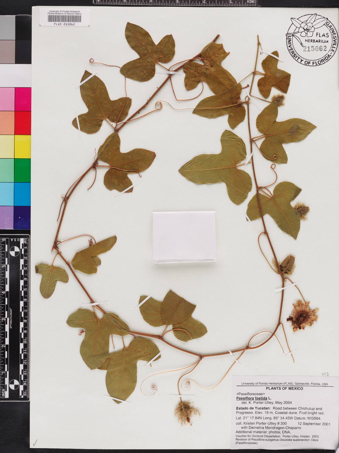 Passiflora ciliata image