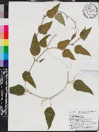 Passiflora lancifolia image