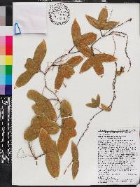 Passiflora obtusifolia image