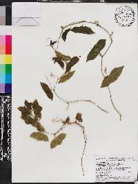 Passiflora obtusifolia image
