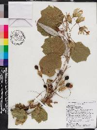 Passiflora penduliflora image