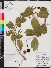 Passiflora penduliflora image