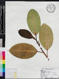 Ficus aurea image