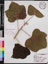 Jatropha curcas image