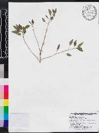 Ocimum campechianum image