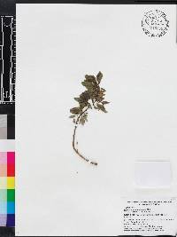 Ocimum campechianum image