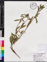 Solidago leavenworthii image