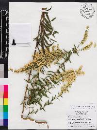 Solidago leavenworthii image