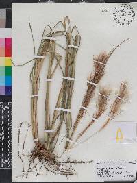 Andropogon brachystachyus image