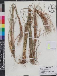 Andropogon glomeratus image