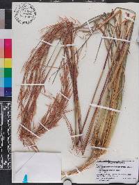 Andropogon glomeratus var. hirsutior image