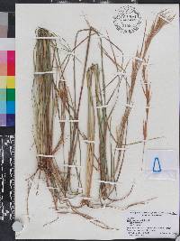 Andropogon virginicus var. virginicus image