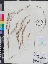 Aristida purpurascens image