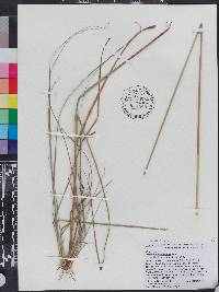 Aristida purpurascens image