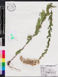 Solidago fistulosa image