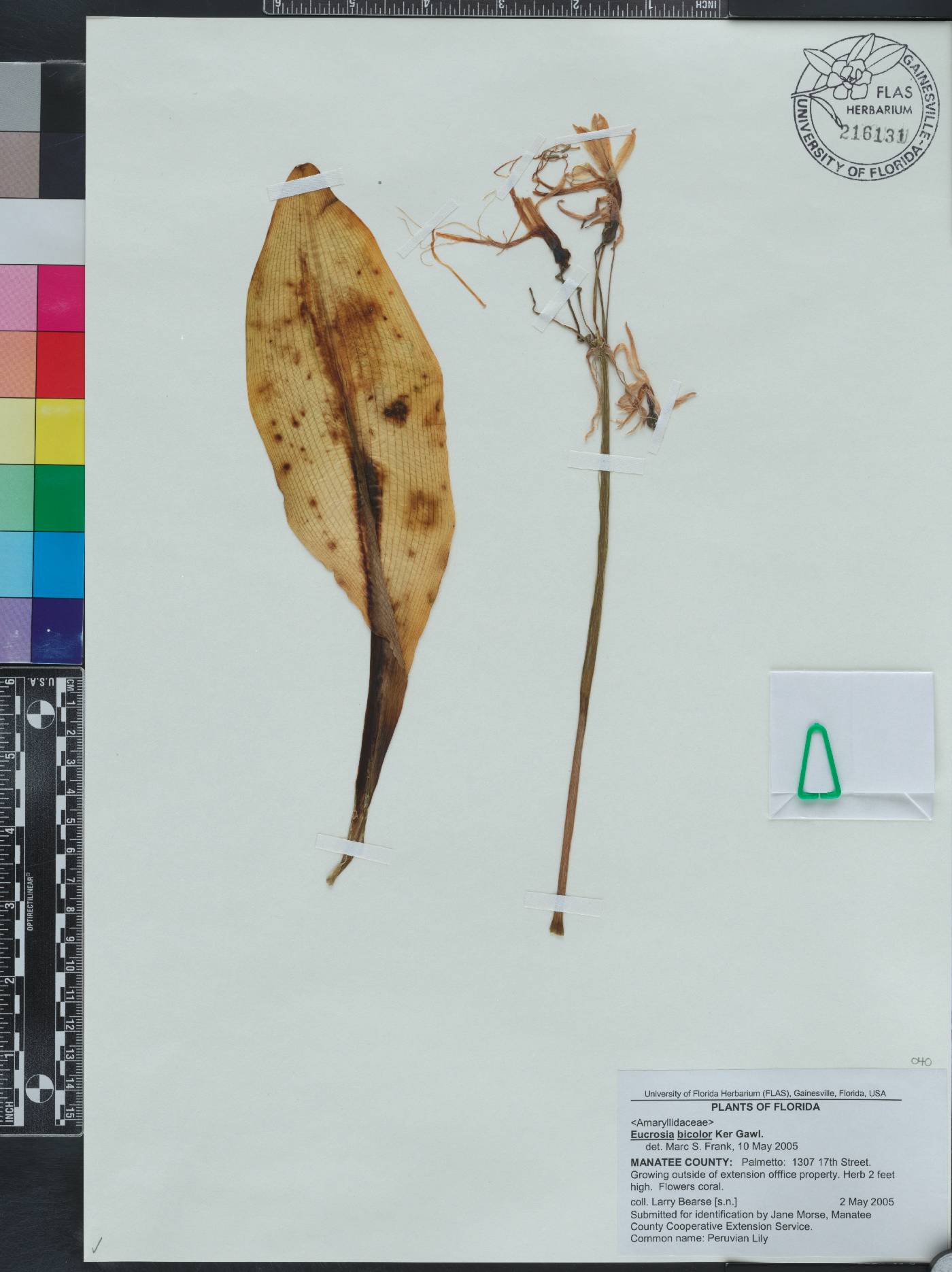 Eucrosia bicolor image