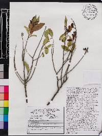 Symplocos salicifolia image