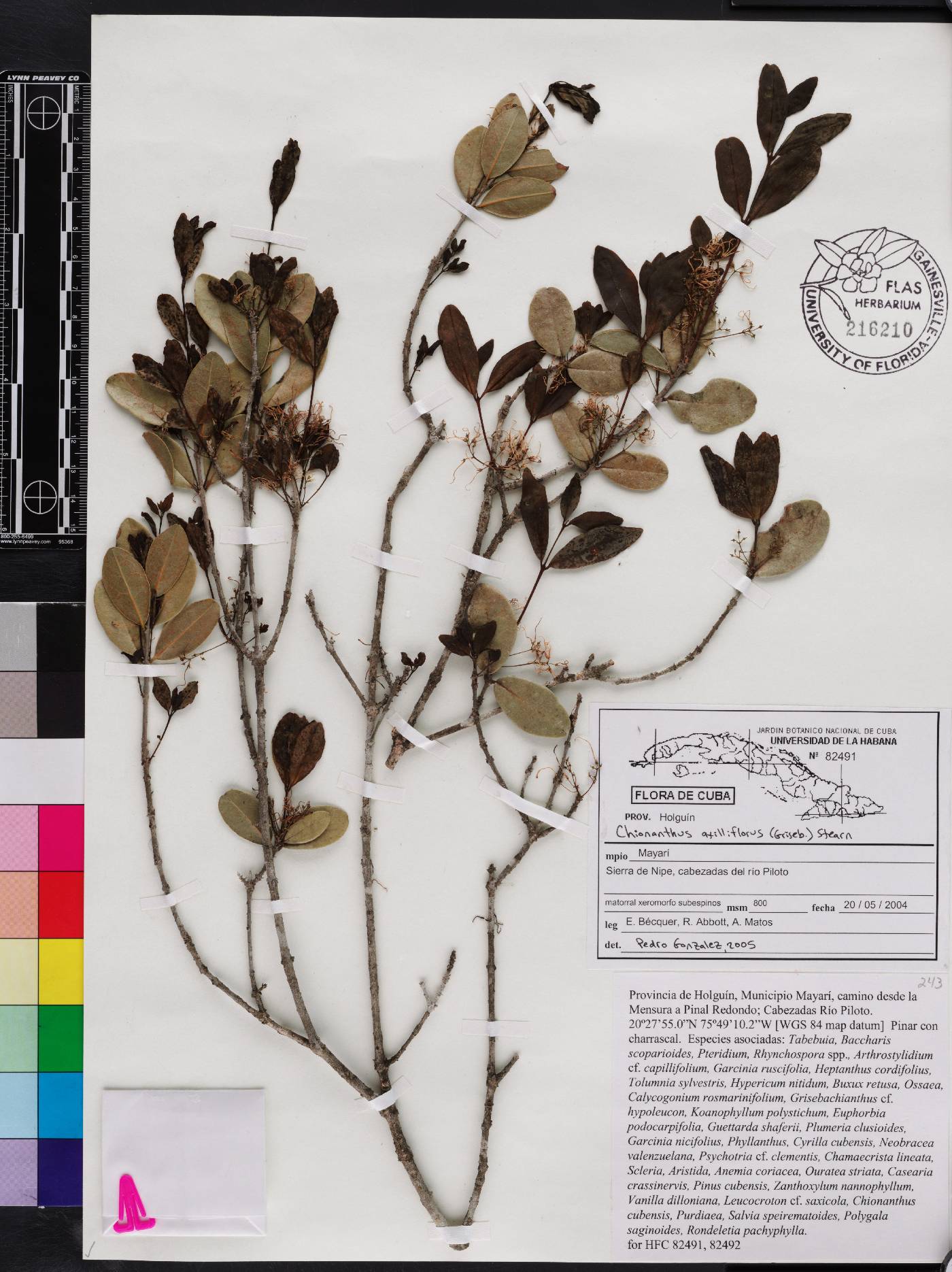 Chionanthus axilliflorus image