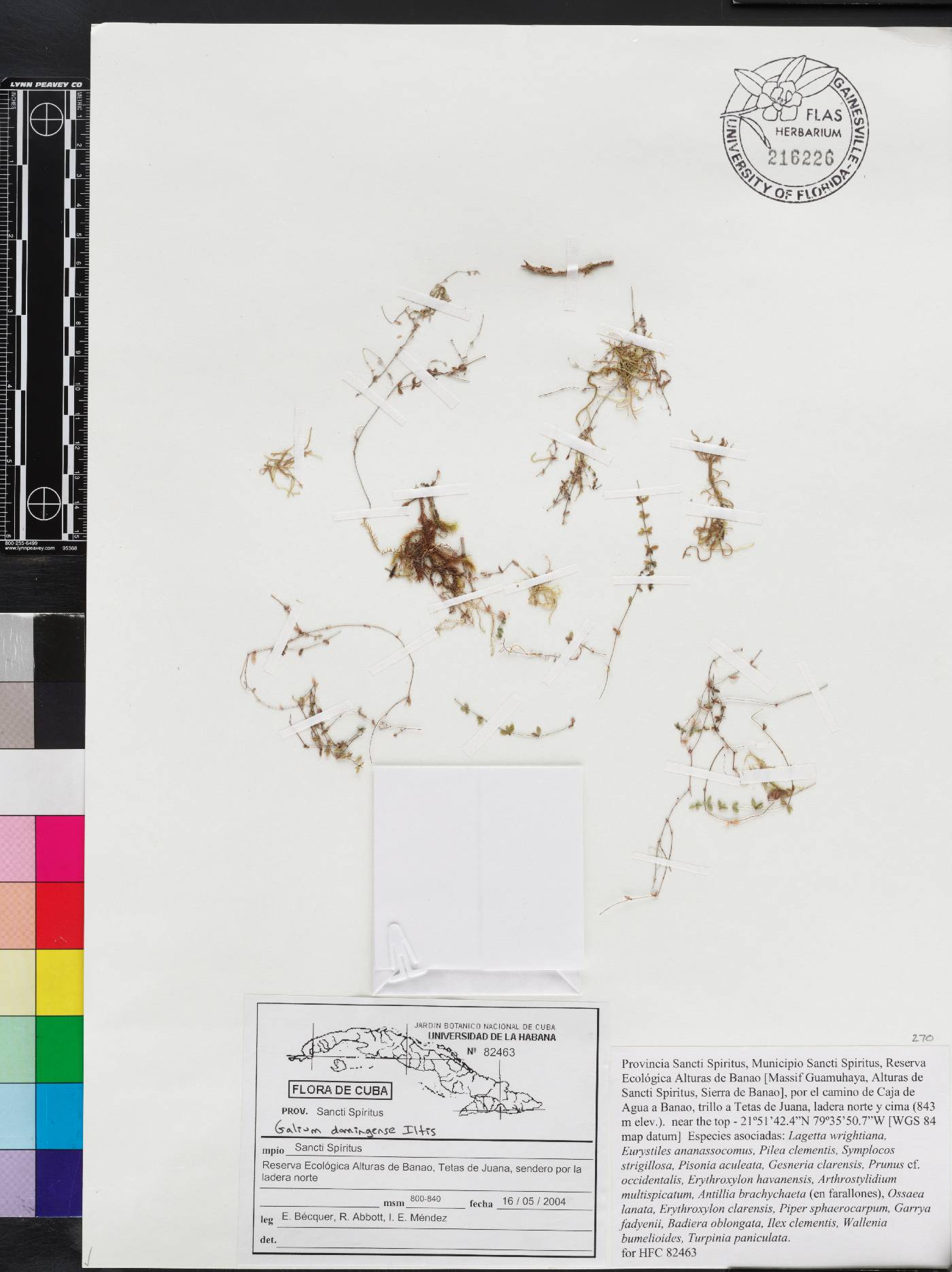 Galium domingense image