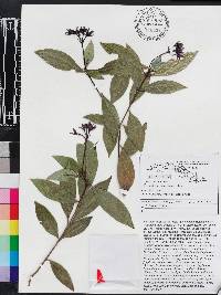 Palicourea richardiana image