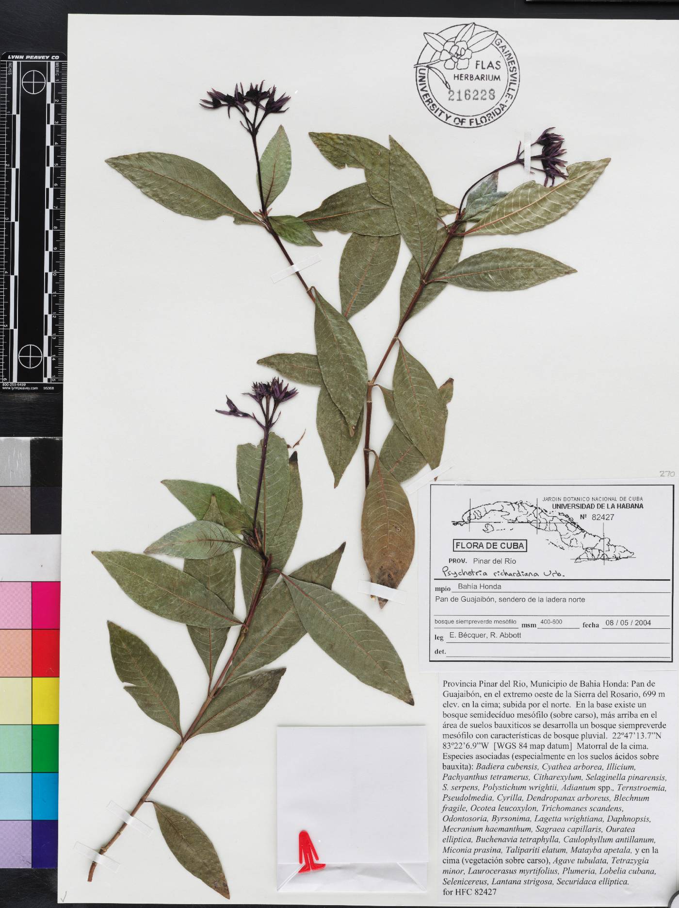 Palicourea richardiana image