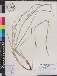 Carex dasycarpa image