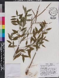 Amsonia tabernaemontana image