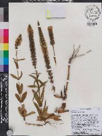 Coutoubea spicata image